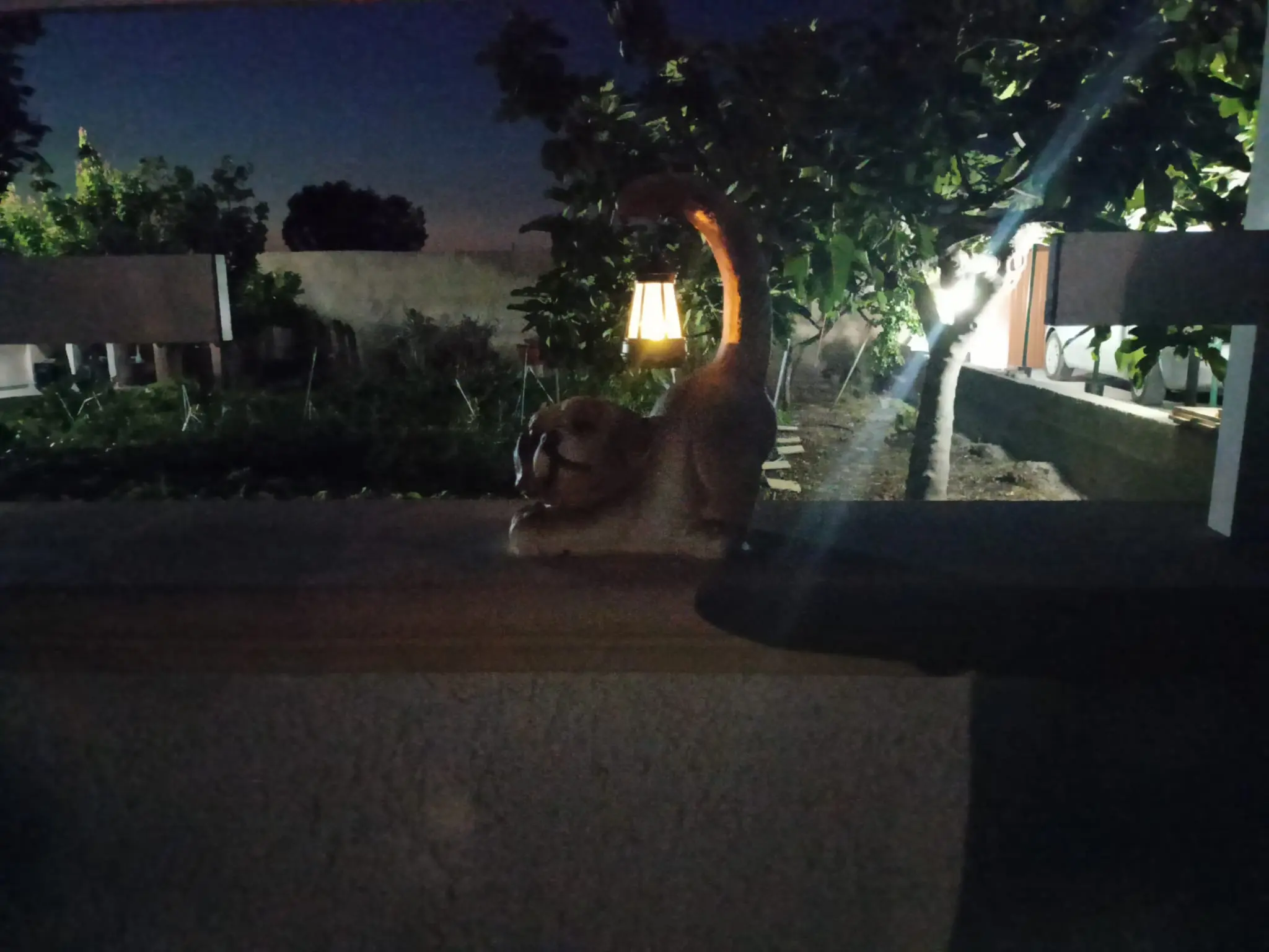 Cane del giardino