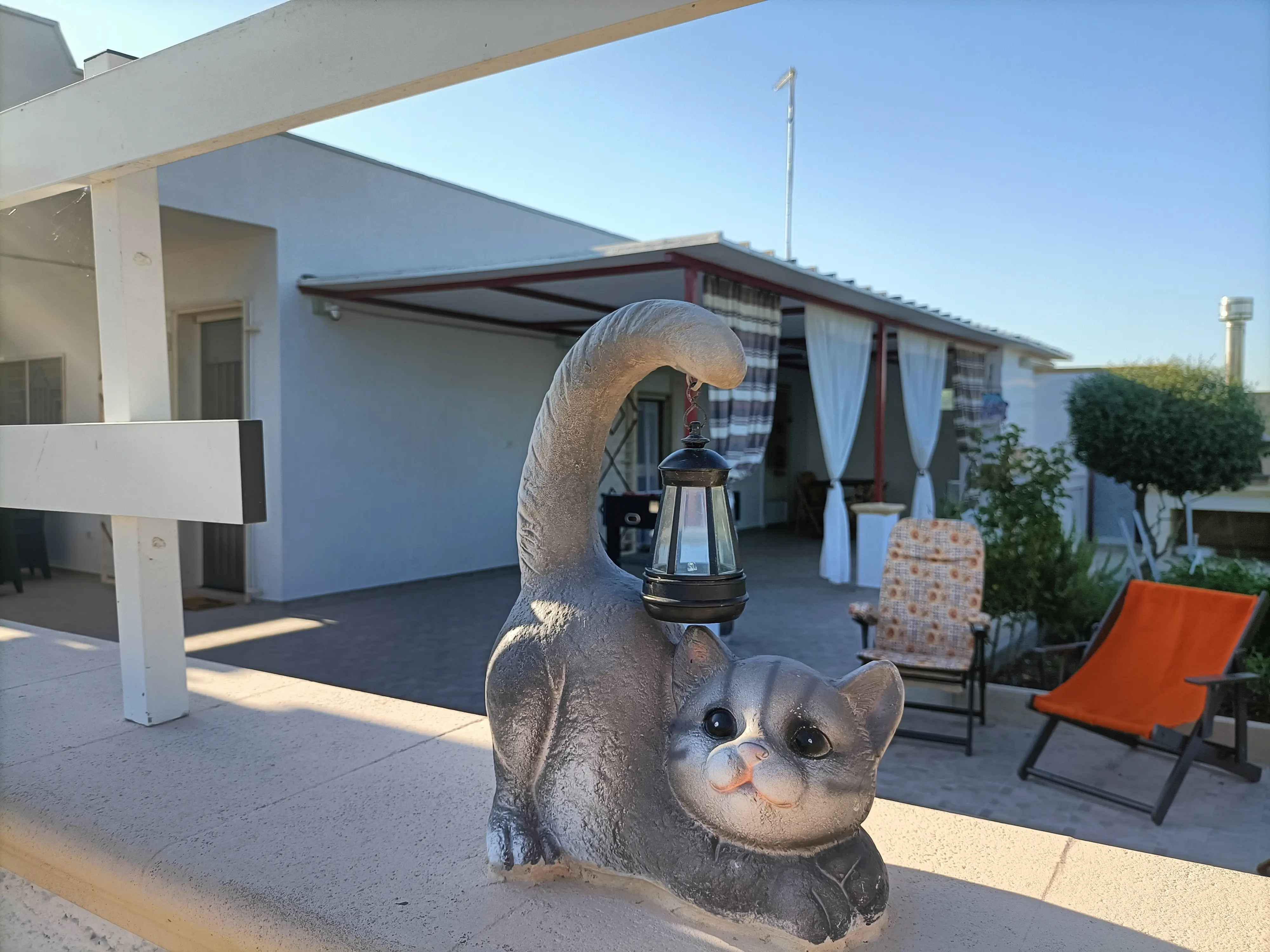 Gatto del giardino