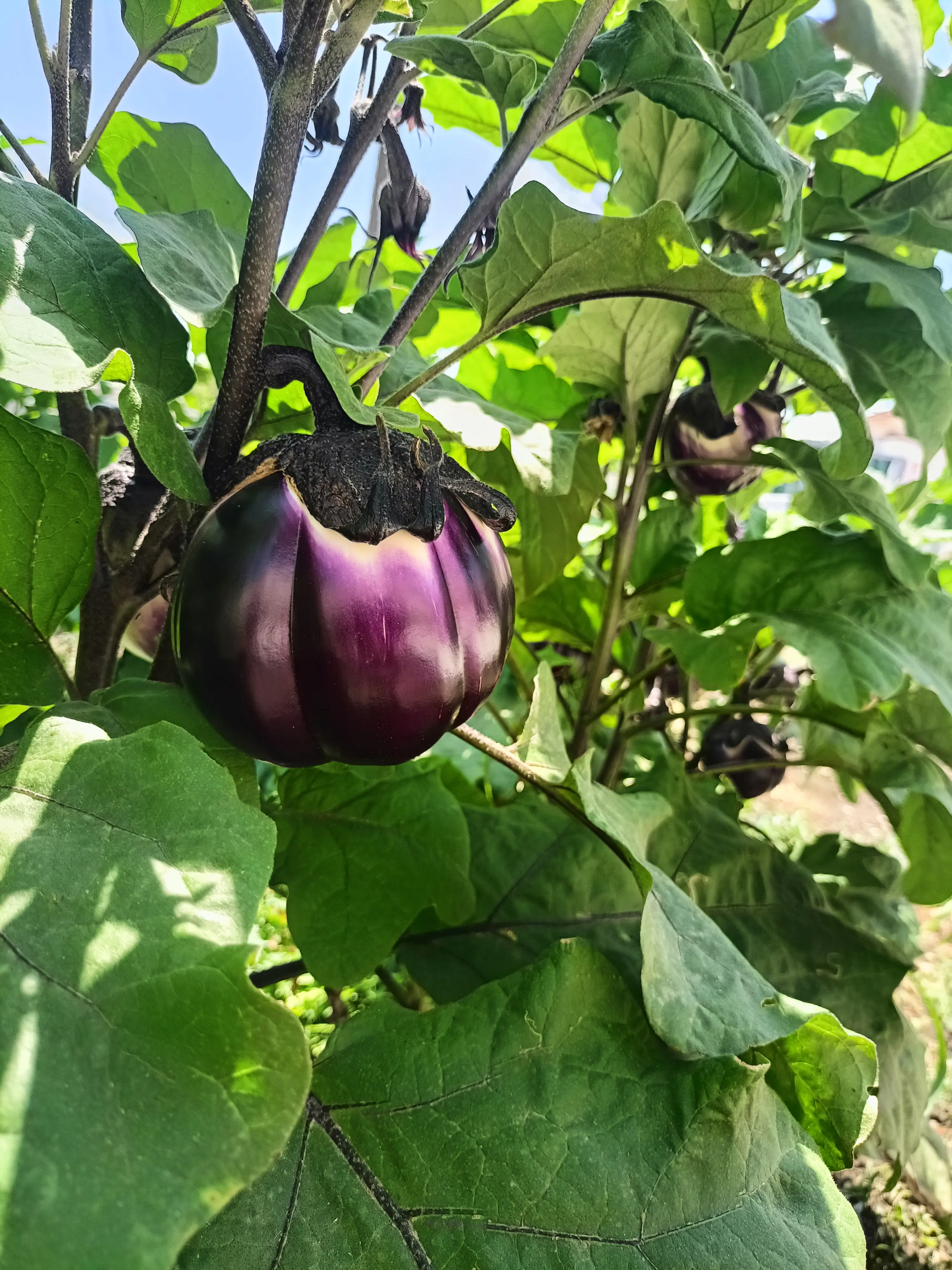 Melanzane fresche
