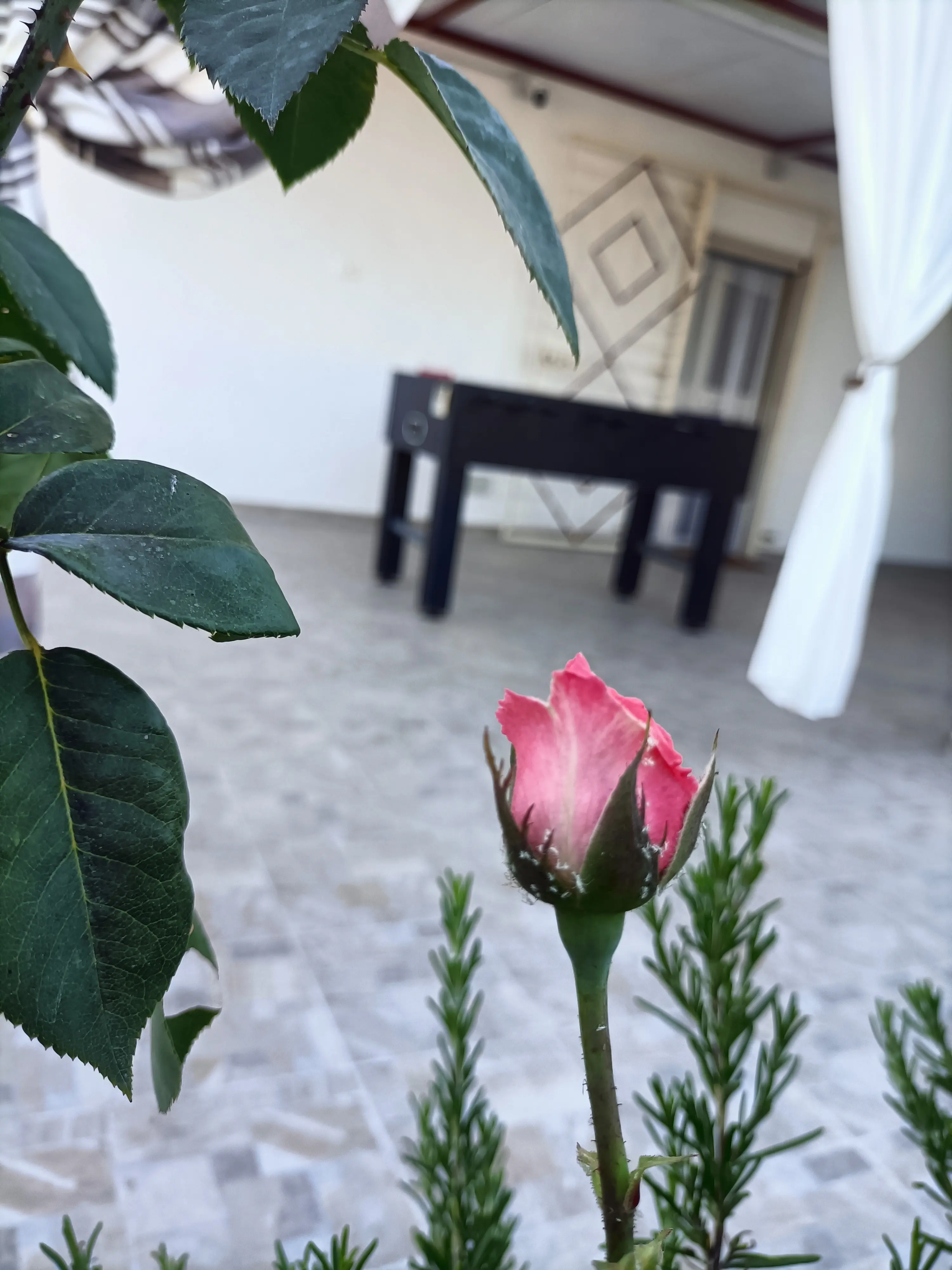 Fiori del giardino