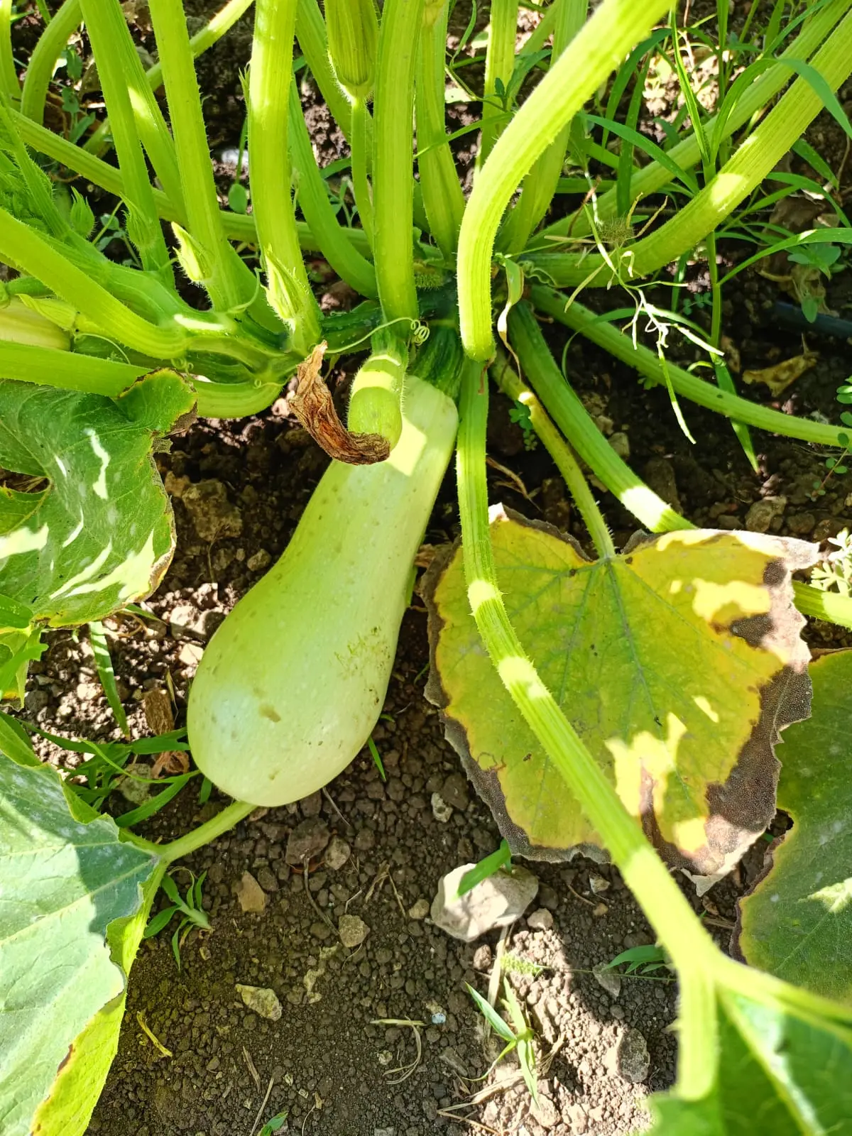 Zucchine fresche